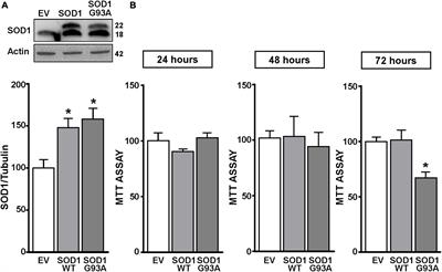 The Transcriptional Complex Sp1/KMT2A by Up-Regulating Restrictive Element 1 Silencing Transcription Factor Accelerates Methylmercury-Induced Cell Death in Motor Neuron-Like NSC34 Cells Overexpressing SOD1-G93A